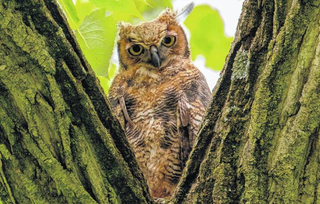 Owl pellets provide clues to owl's diet